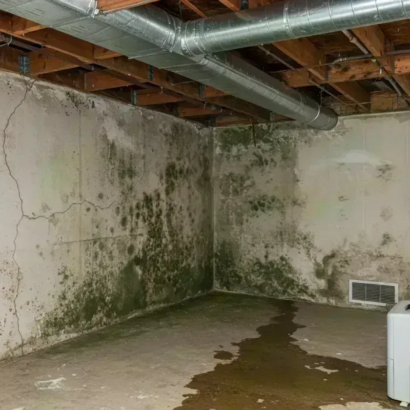 Professional Mold Removal in Knox County, IL